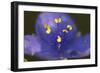 Flower-Gordon Semmens-Framed Photographic Print