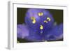 Flower-Gordon Semmens-Framed Photographic Print