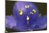 Flower-Gordon Semmens-Mounted Photographic Print