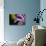 Flower-Gordon Semmens-Photographic Print displayed on a wall