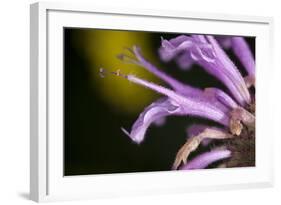 Flower-Gordon Semmens-Framed Photographic Print