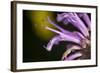 Flower-Gordon Semmens-Framed Photographic Print