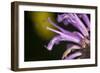 Flower-Gordon Semmens-Framed Photographic Print