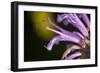 Flower-Gordon Semmens-Framed Photographic Print