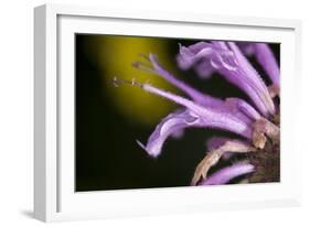 Flower-Gordon Semmens-Framed Photographic Print