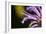 Flower-Gordon Semmens-Framed Photographic Print