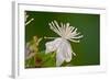 Flower-Gordon Semmens-Framed Photographic Print