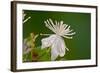 Flower-Gordon Semmens-Framed Photographic Print