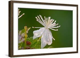 Flower-Gordon Semmens-Framed Photographic Print