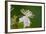 Flower-Gordon Semmens-Framed Photographic Print