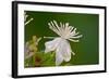 Flower-Gordon Semmens-Framed Photographic Print