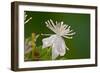 Flower-Gordon Semmens-Framed Photographic Print