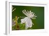 Flower-Gordon Semmens-Framed Photographic Print