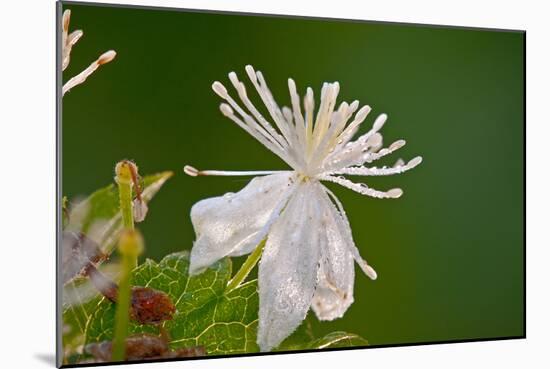 Flower-Gordon Semmens-Mounted Photographic Print