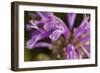 Flower-Gordon Semmens-Framed Photographic Print