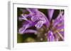 Flower-Gordon Semmens-Framed Photographic Print