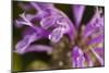 Flower-Gordon Semmens-Mounted Photographic Print