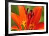 Flower-Gordon Semmens-Framed Photographic Print