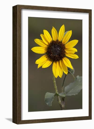 Flower-Gordon Semmens-Framed Photographic Print