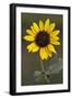 Flower-Gordon Semmens-Framed Photographic Print