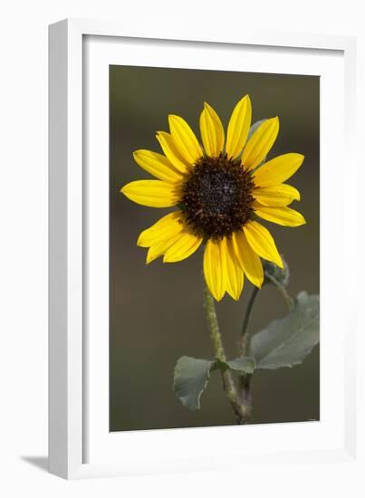 Flower-Gordon Semmens-Framed Photographic Print