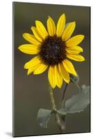 Flower-Gordon Semmens-Mounted Photographic Print