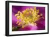 Flower-Gordon Semmens-Framed Photographic Print