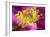 Flower-Gordon Semmens-Framed Photographic Print