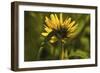 Flower-Gordon Semmens-Framed Photographic Print