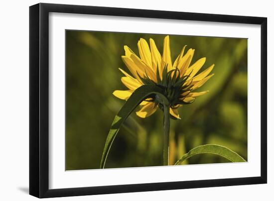 Flower-Gordon Semmens-Framed Photographic Print