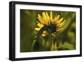 Flower-Gordon Semmens-Framed Photographic Print