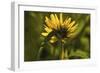 Flower-Gordon Semmens-Framed Photographic Print