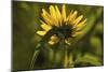 Flower-Gordon Semmens-Mounted Photographic Print