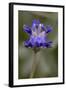 Flower-Gordon Semmens-Framed Photographic Print