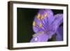 Flower-Gordon Semmens-Framed Photographic Print