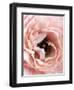 Flower-Design Fabrikken-Framed Photographic Print