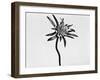 Flower-Panoramic Images-Framed Photographic Print