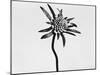 Flower-Panoramic Images-Mounted Photographic Print