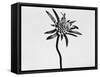 Flower-Panoramic Images-Framed Stretched Canvas