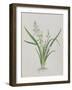 Flower-null-Framed Giclee Print