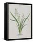 Flower-null-Framed Stretched Canvas