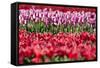 Flowerbed of Tulips of Different Colors-Peter Kirillov-Framed Stretched Canvas