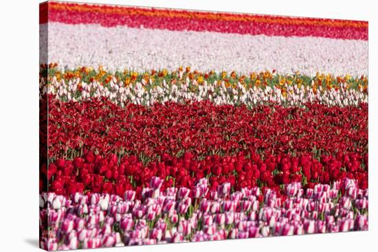 Flowerbed of Tulips of Different Colors-Peter Kirillov-Stretched Canvas