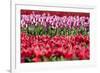 Flowerbed of Tulips of Different Colors-Peter Kirillov-Framed Photographic Print