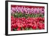 Flowerbed of Tulips of Different Colors-Peter Kirillov-Framed Photographic Print