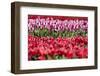 Flowerbed of Tulips of Different Colors-Peter Kirillov-Framed Photographic Print