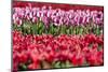 Flowerbed of Tulips of Different Colors-Peter Kirillov-Mounted Photographic Print