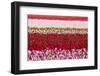 Flowerbed of Tulips of Different Colors-Peter Kirillov-Framed Photographic Print
