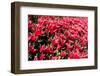 Flowerbed of Tulips of Red Color-Peter Kirillov-Framed Photographic Print