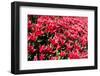 Flowerbed of Tulips of Red Color-Peter Kirillov-Framed Photographic Print